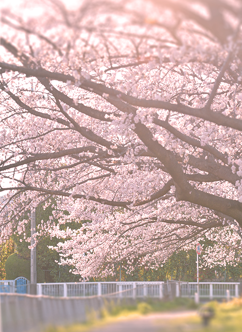 桜が散って、雪が舞い、季節記念館は四季を贈る。