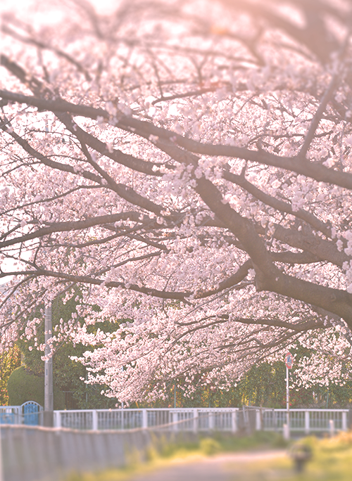 小鳥と桜と私たち