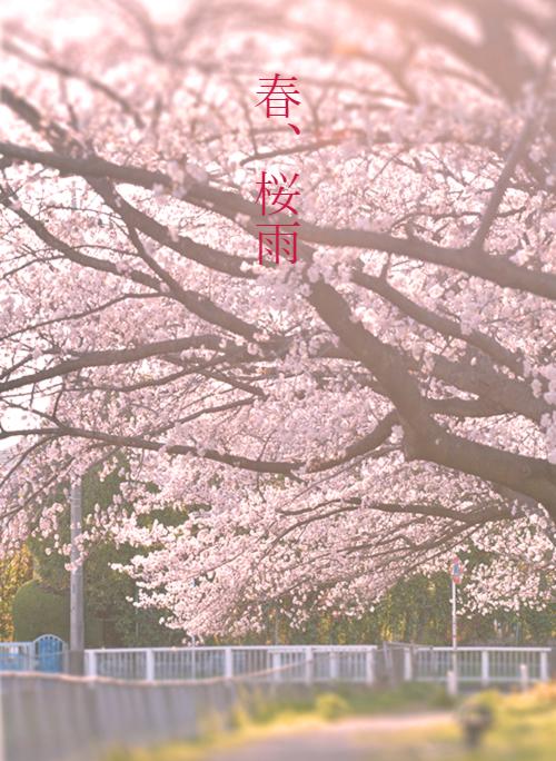 春、桜雨