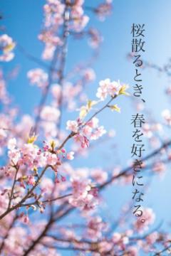 桜散るとき、春を好きになる。