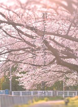 君とまた会えるまで、桜が咲いているように