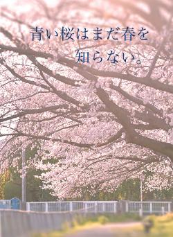 青い桜はまだ春を知らない。