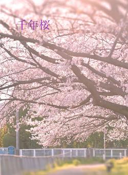 千年桜