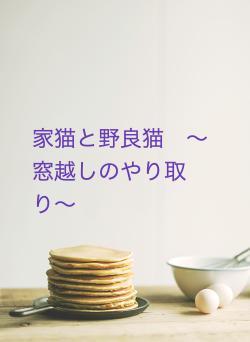 家猫と野良猫　〜窓越しのやり取り〜