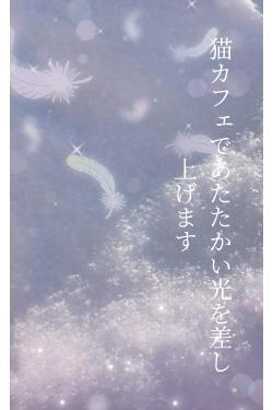 猫カフェであたたかい光を差し上げます
