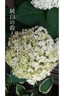 純白の殺人