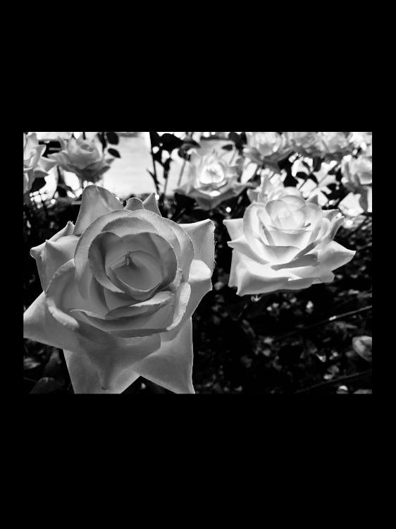 黒い薔薇に魅入られて