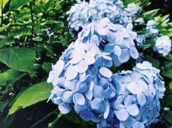 あきむらさき