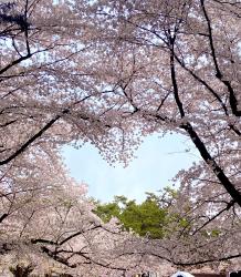 北国の卒業式に、桜の花は咲かない