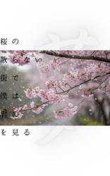 桜の散らない街で　僕は君の夢を見る