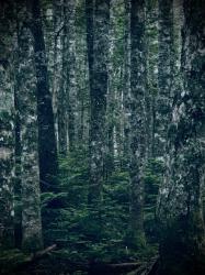 カザミアヤコの不可解な結婚について