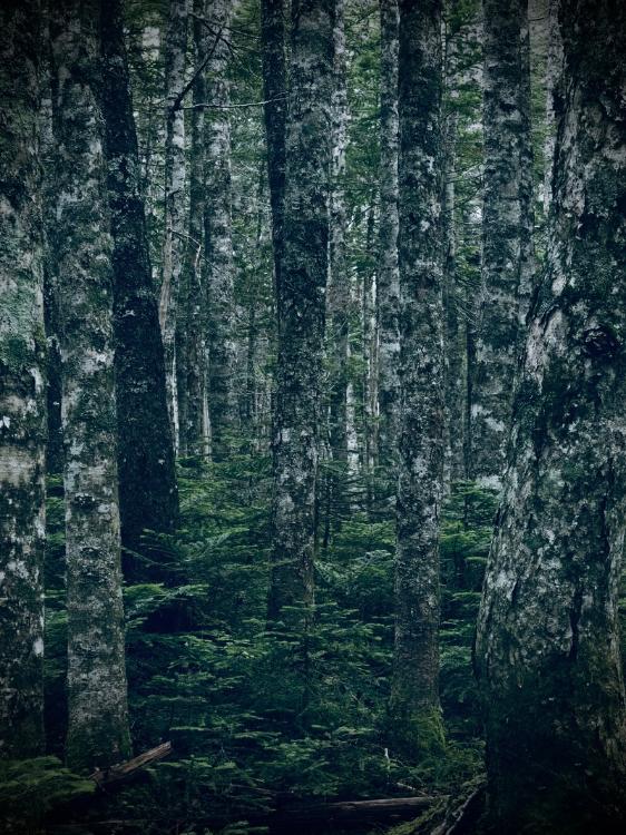 カザミアヤコの不可解な結婚について