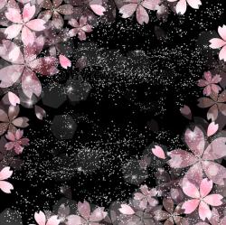 無情の花嫁は、無自覚の寵愛で咲き誇る。