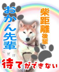 柴距離後輩はおかん先輩にだけ待てがきかない