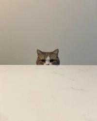 保護猫、飼ってます。