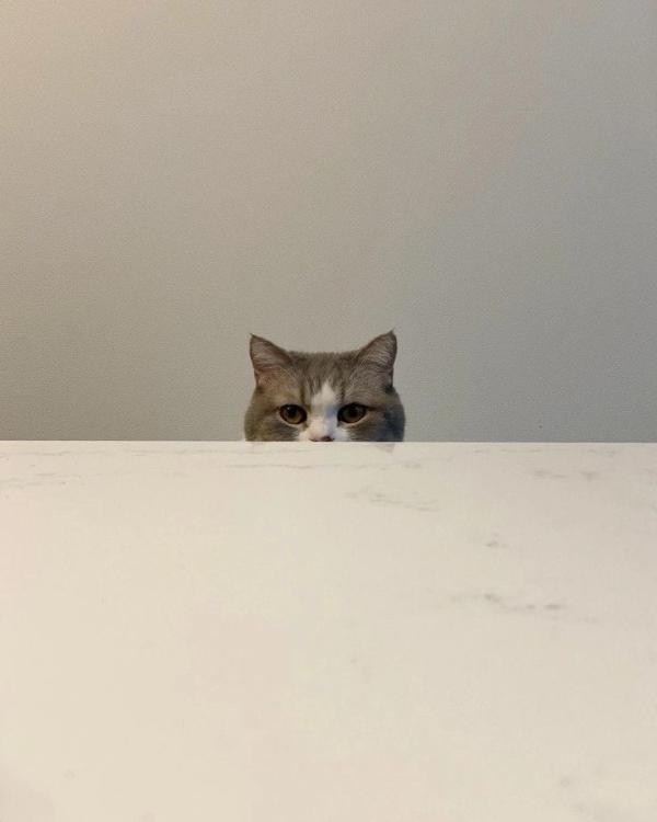保護猫、飼ってます。