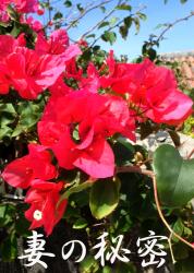 妻の秘密