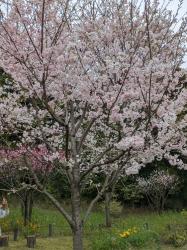 九十九年の記憶