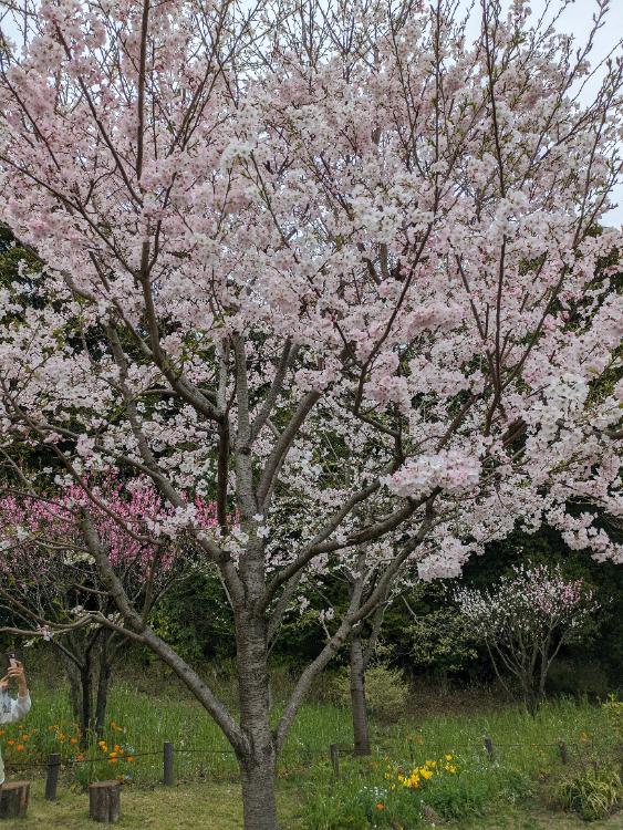 九十九年の記憶