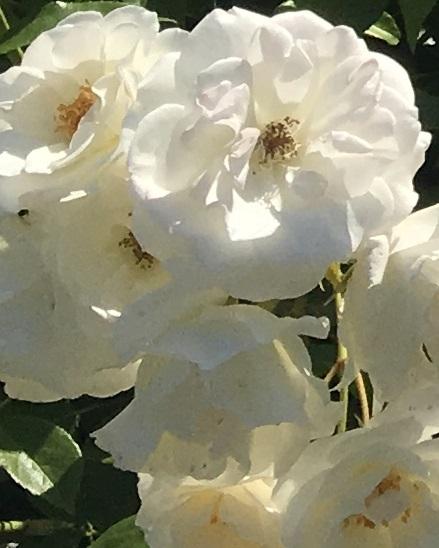 無能と言われた白い令嬢は、隣国の皇太子に嫁いで花開く