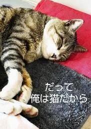 だって俺は猫だから