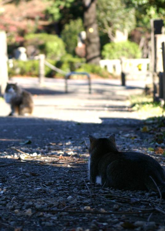 同居することになった叔母が思ったより猫好きだった