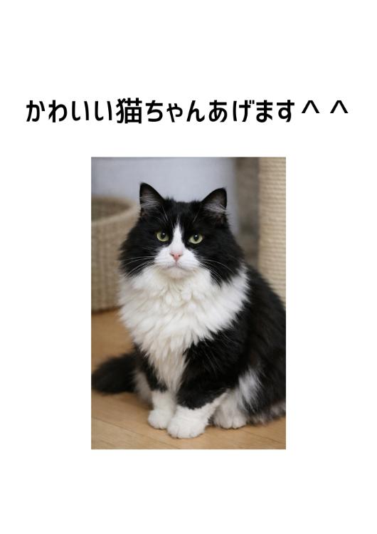 かわいい猫ちゃんあげます＾＾