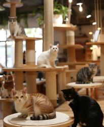 猫カフェ店員と不器用な恋