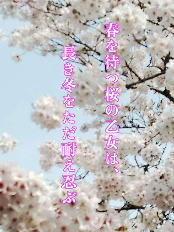 春を待つ桜の乙女は、長き冬をただ耐え忍ぶ