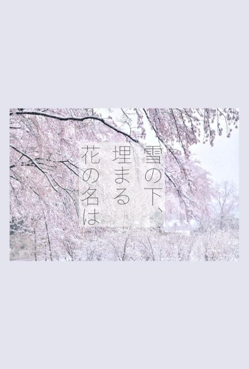 雪の下、埋まる花の名は