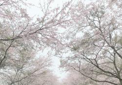 風に舞う桜