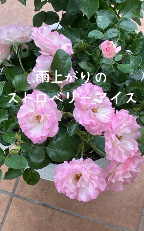 雨上がりのストロベリーアイス