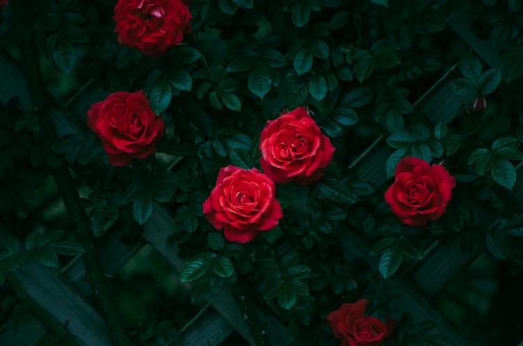 天里の秘密の夜