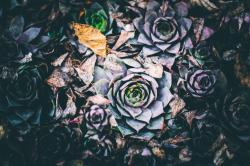 オジェ=ル=ダノワ【閲覧注意】