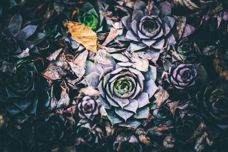 オジェ=ル=ダノワ【閲覧注意】