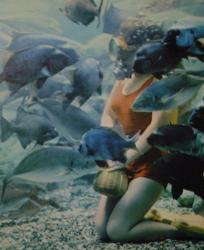 海洋ロマン！デカいイカ：27メートル