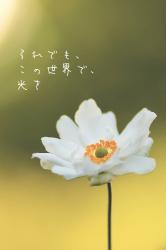 それでも、この世界で、光を
