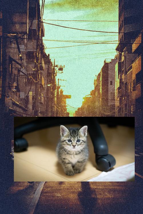 夫婦喧嘩を猫が食う