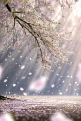 桜羅―さくらの精が降ってきた