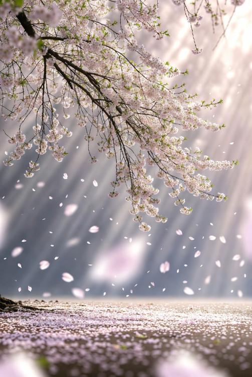 桜羅―さくらの精が降ってきた