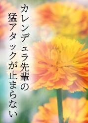 カレンデュラ先輩の猛アタックが止まらない