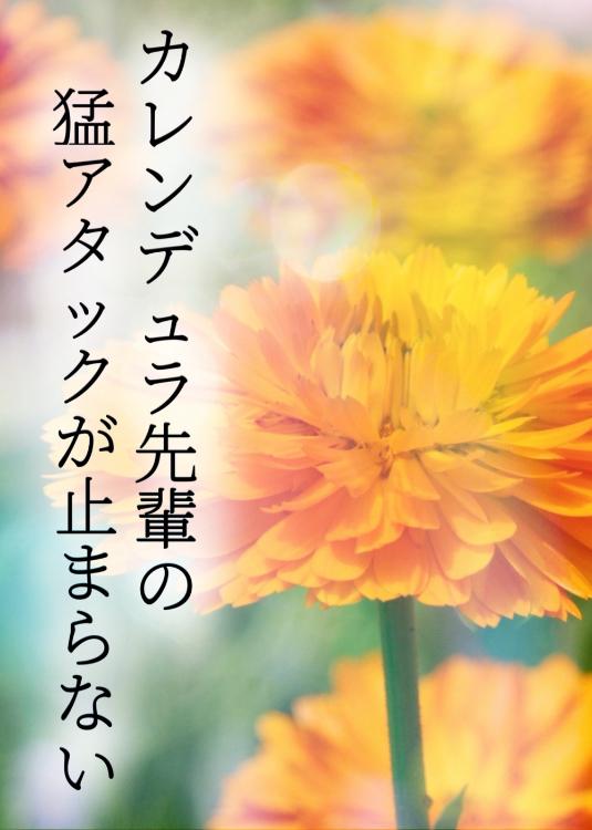 カレンデュラ先輩の猛アタックが止まらない