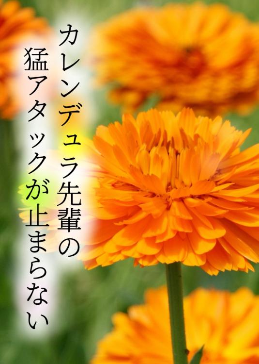 カレンデュラ先輩の猛アタックが止まらない