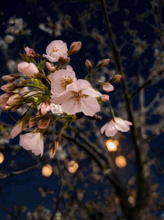 桜風が吹いたら──