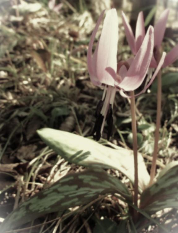 万花のいろ、千葉のにほひ