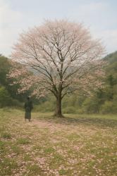 墓守の夏【コンテスト用シナリオ】