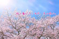 桜の蕾がほころぶ その時に 小説サイト ノベマ
